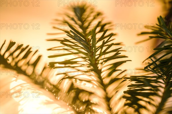 Close up of pine fronds against lights