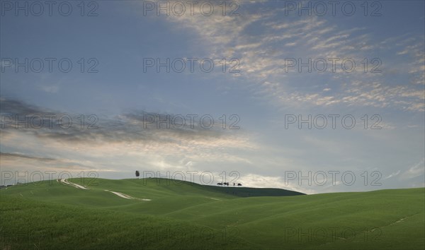 Trees on hill in Tuscany, Italy