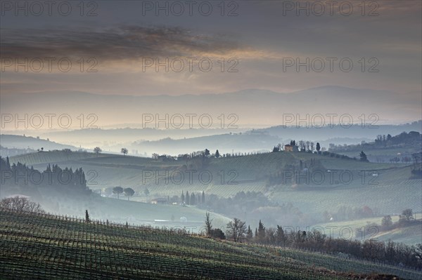 Trees on hills in Tuscany, Italy