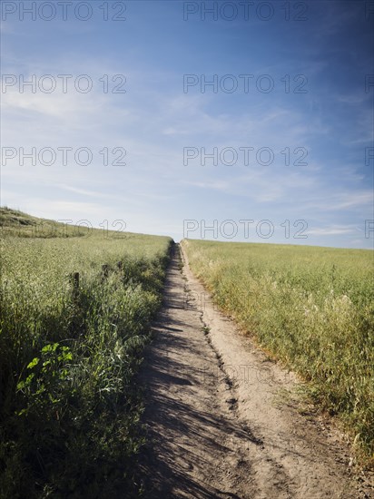 Dirt track between grass