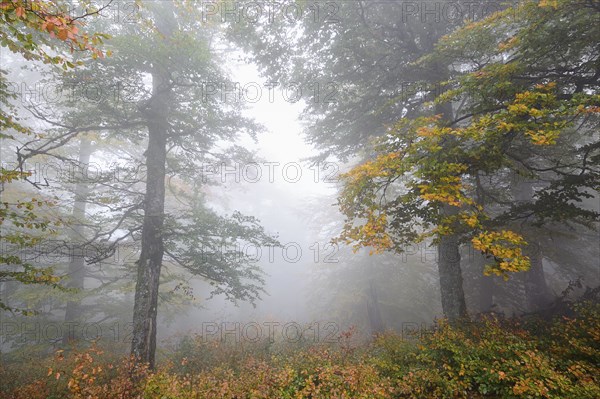 Ukraine, Zakarpattia region, Carpathians, Borzhava, Hillside mountain Munchel, Autumn woods in morning fog