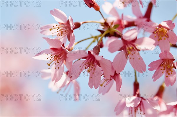 Cherry blossoms against sky