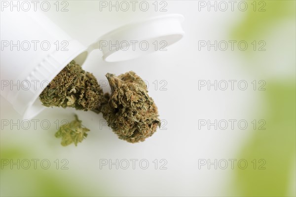 Cannabis dried leaves in white container