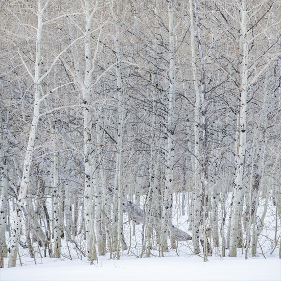 USA, Idaho, Sun Valley, Aspen forest in winter in Sawtooth National Forest