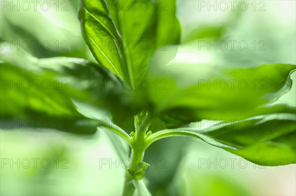 Close-up of fresh green basil