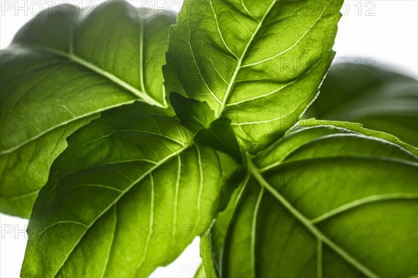 Basil on white background