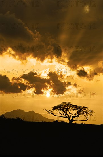 Silhouette of acacia tree against sky at sunset