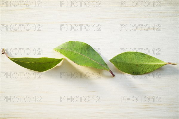 Studio shot of three green leaves on wooden surface