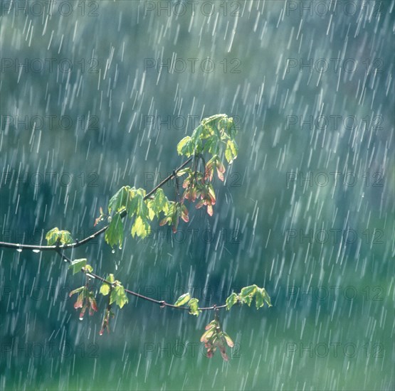 Spring rain falling on new growth of Red Maple Tree