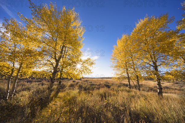 Aspen trees in Autumn