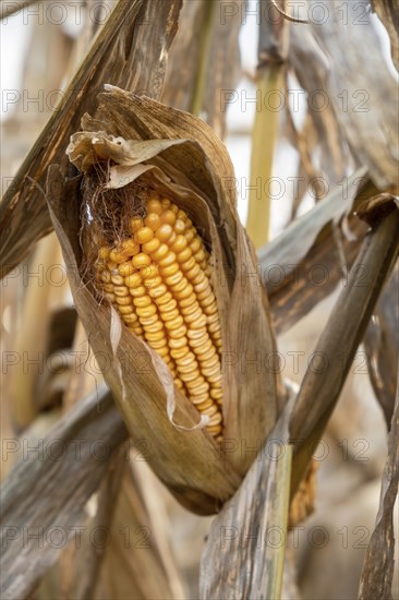 Corn in autumn