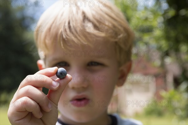 Portrait of boy staring at picked blueberry on fruit farm