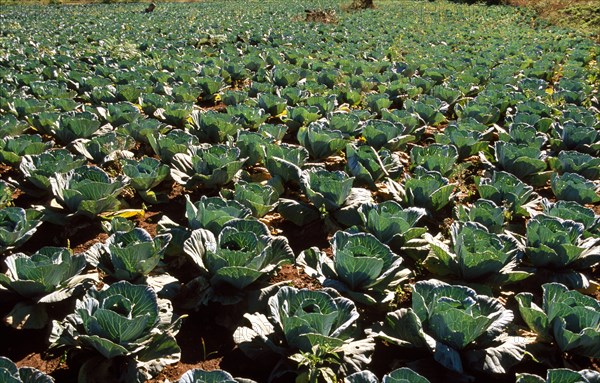 Cabbage field at sunny day