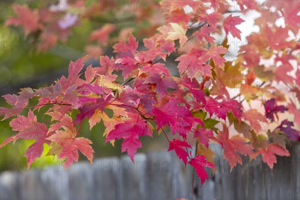 Autumn leaves of maple tree