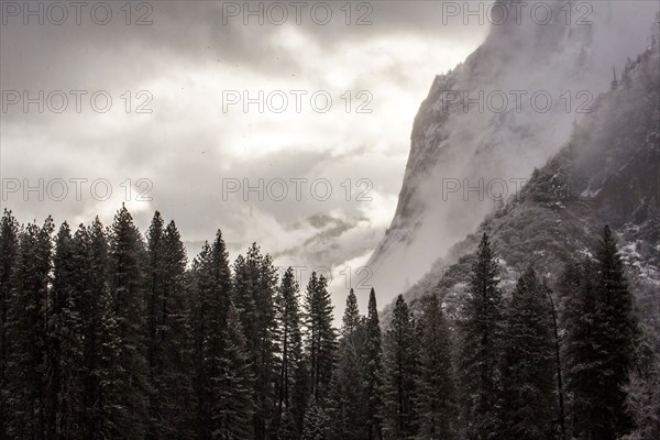 Forest and mountains in Yosemite National Park