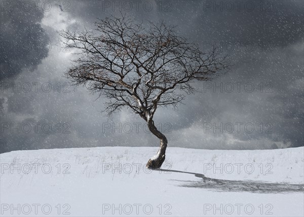Bare tree in winter landscape