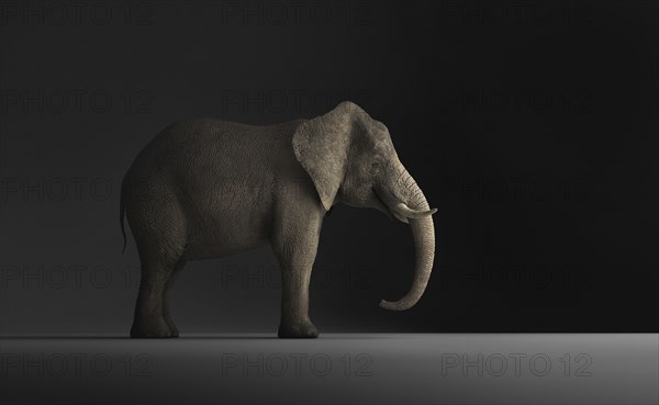 Elephant standing indoors