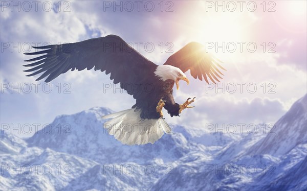 Fierce eagle flying in cloudy sky over mountain range in winter