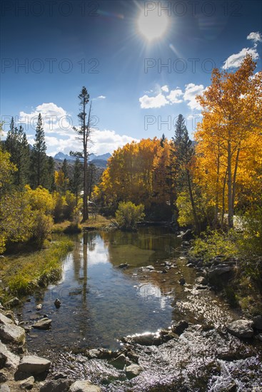 Autumn trees and remote lake