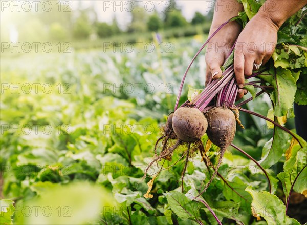 Close up of hands harvesting beets in farm field