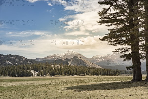 Shadow of tree in mountain landscape