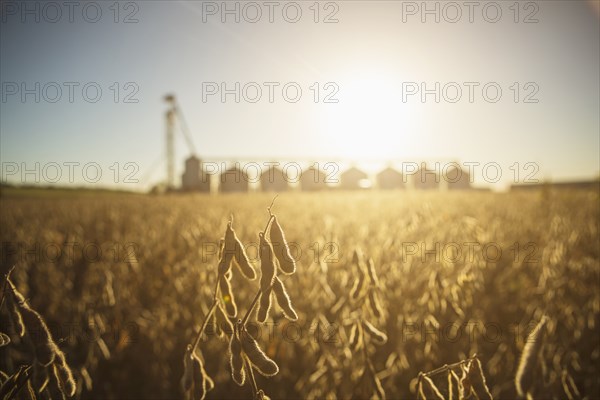 Close up of crops growing in farm field