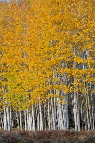 Yellow trees in rural landscape