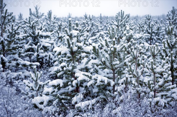 Snow covered trees in forest