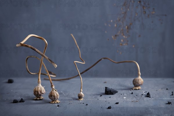 Dried plant bulbs on counter top