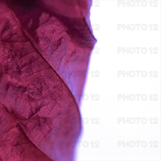Close up of dried autumn leaf