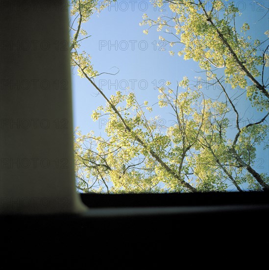 Trees and blue sky viewed through window