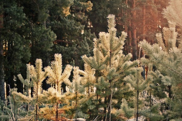 Evergreen trees growing in snowy forest