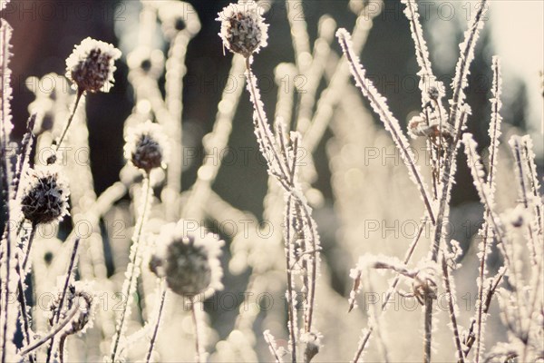 Close up of frozen plants