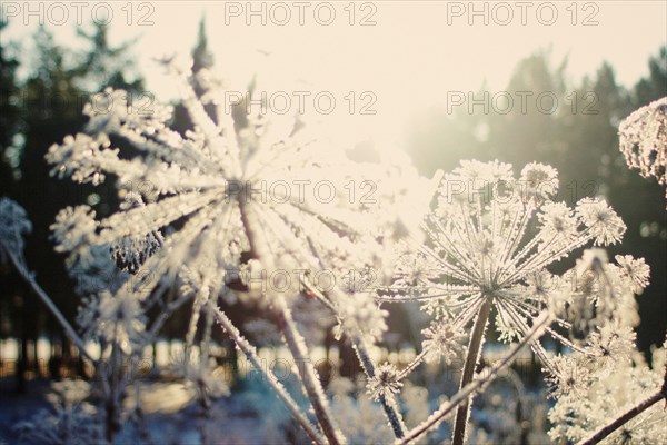 Close up of frozen plants