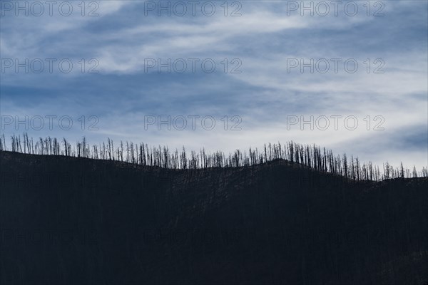 Gila National Forest