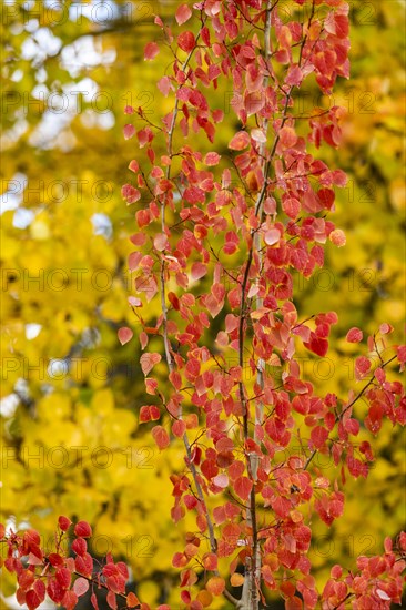 Close-up of yellow and red trees in Autumn
