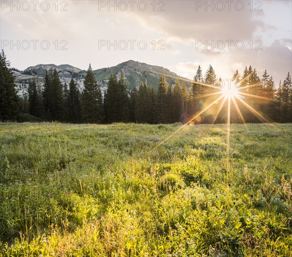 Green meadow and mountain landscape at sunset