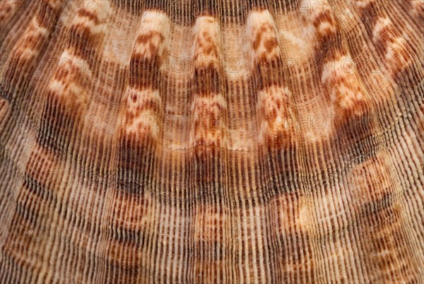 Extreme close-up of sea shell