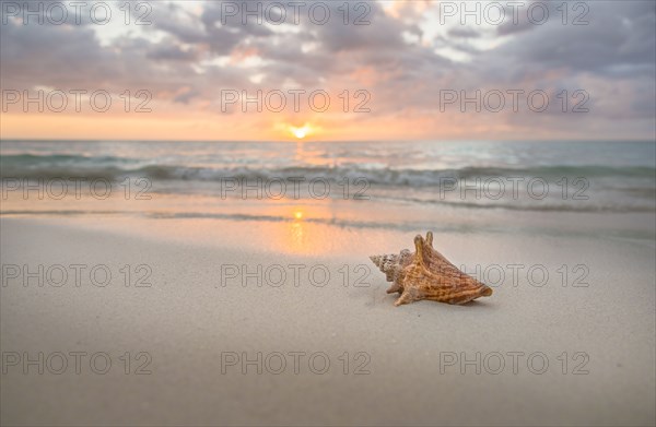 Conch seashell on sandy beach at sunset