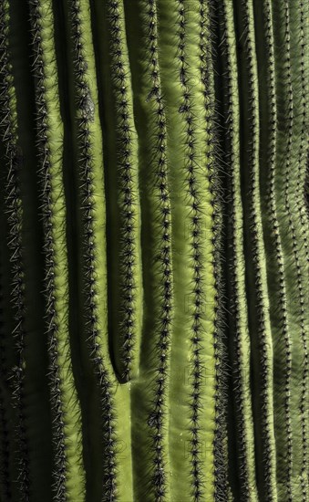 Close-up of green cactus with rows on thorns