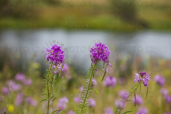 Close-up of pink wildflowers on rainy day