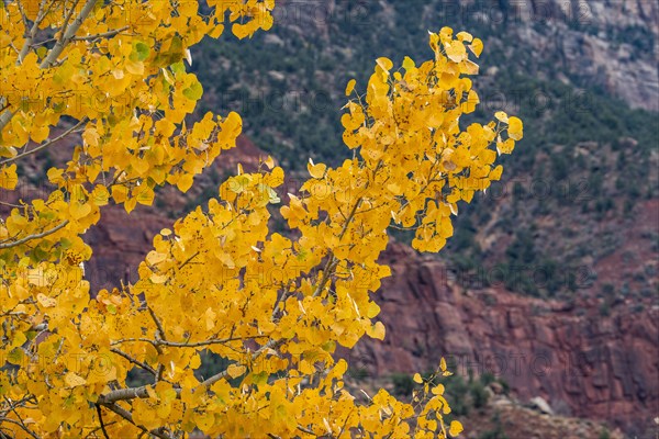 Tree branches with yellow fall leaves , , Utah, USA