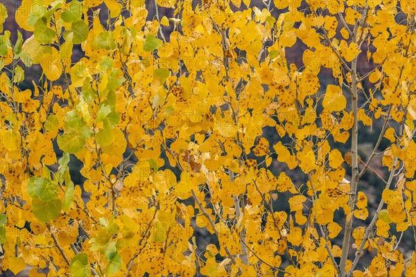 Tree branches with yellow fall leaves , , Utah, USA