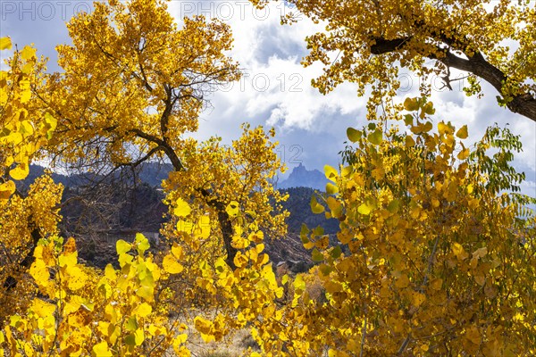 Tree branches with yellow fall leaves with mountain in distance, , Utah, USA