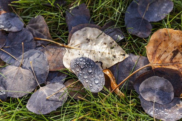 Close-up of fall leaves with dew on grass, Bellevue, Idaho, USA