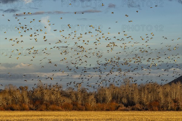 Flock of migrating mallard ducks flying over fields and trees at sunset, Bellevue, Idaho, USA