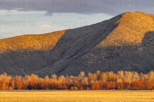 Rural landscape with trees and hills at sunset, Bellevue, Idaho, USA