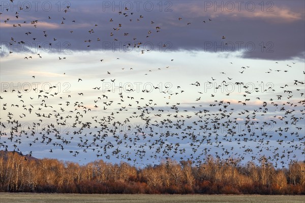 Flock of migrating mallard ducks flying over fields and trees at sunset, Bellevue, Idaho, USA