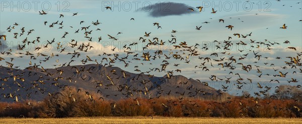 Migrating mallard duck in flight over fields and hills at sunset, Bellevue, Idaho, USA