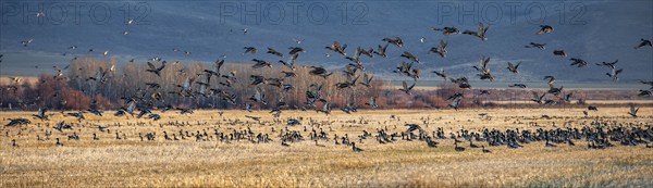 Migrating mallard duck in flight over fields, Bellevue, Idaho, USA